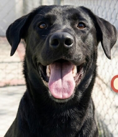 Benni - ADOPTED!