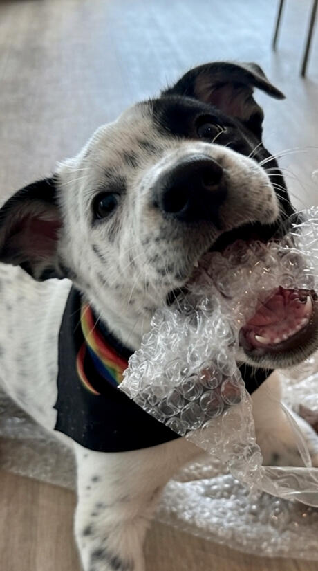 Domino - ADOPTED!