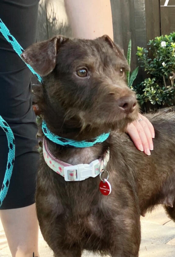 Lilac - ADOPTED!