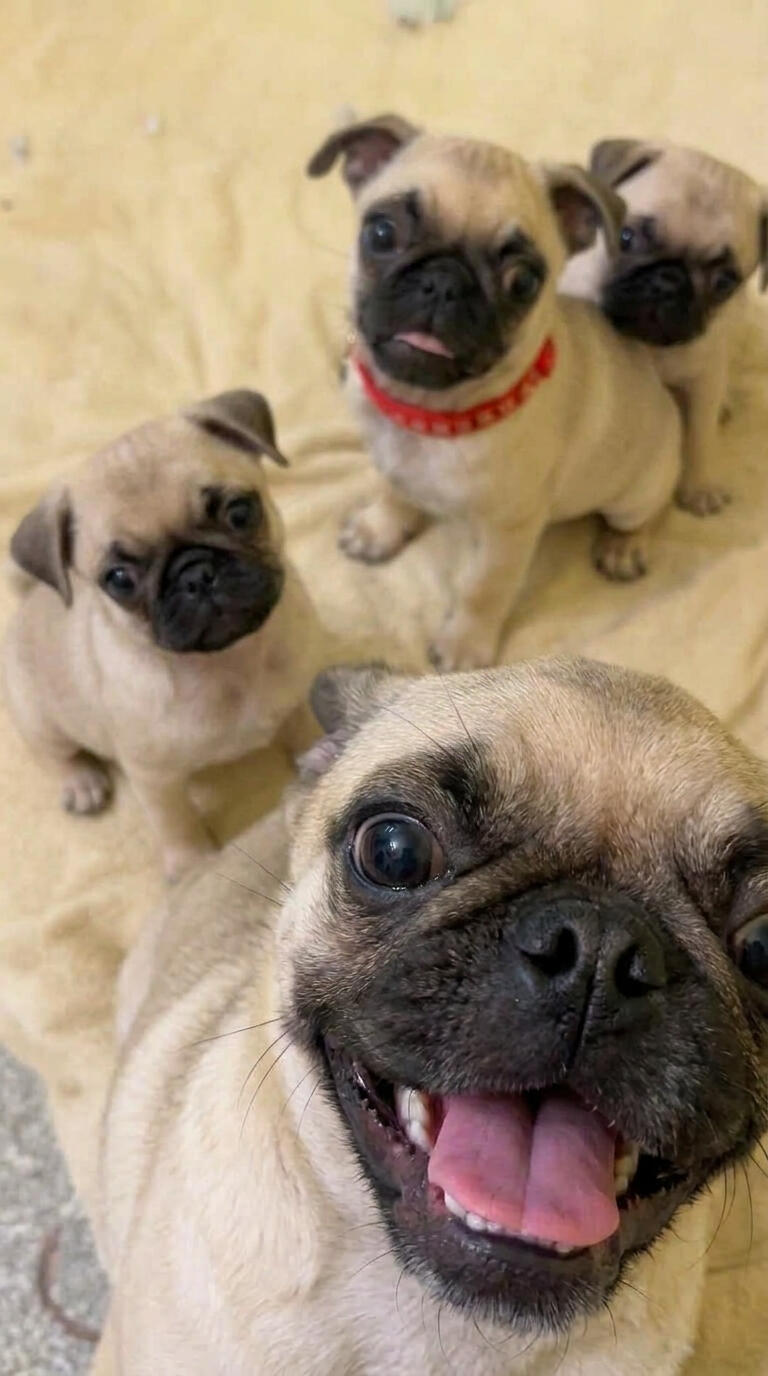 Meet the weather dogs!