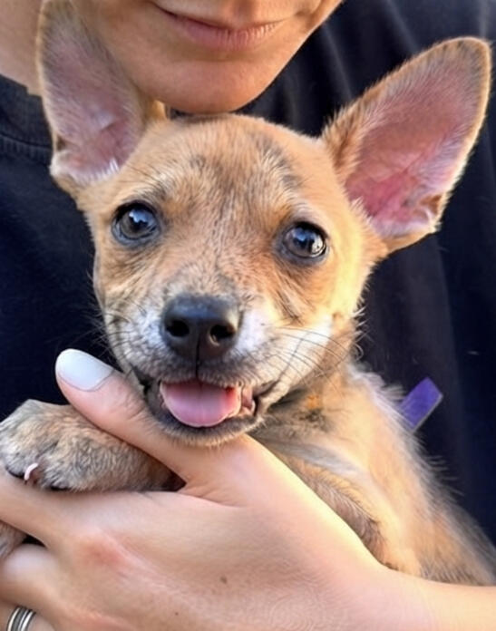 Meet Quinn!