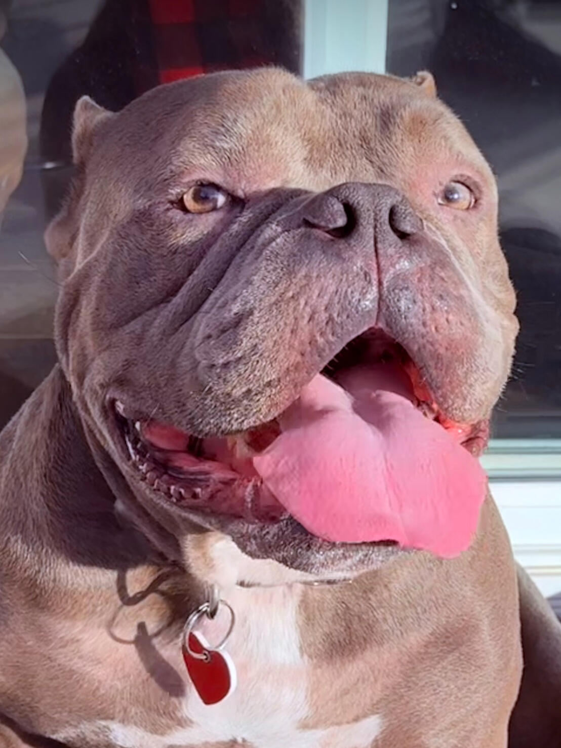 Adopt Bart!