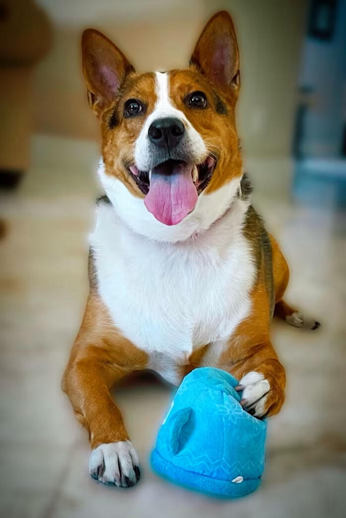 Adopt Macks!