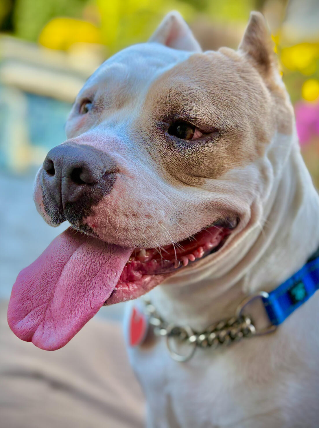Adopt Annie!