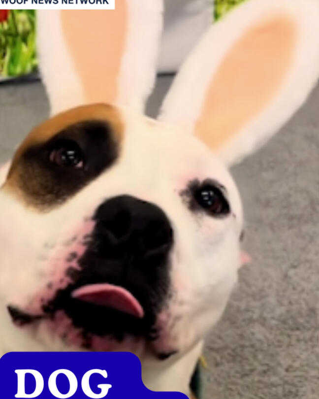 Meet Dog Bunnies!