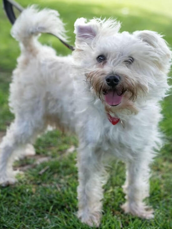 Adopt Peter!