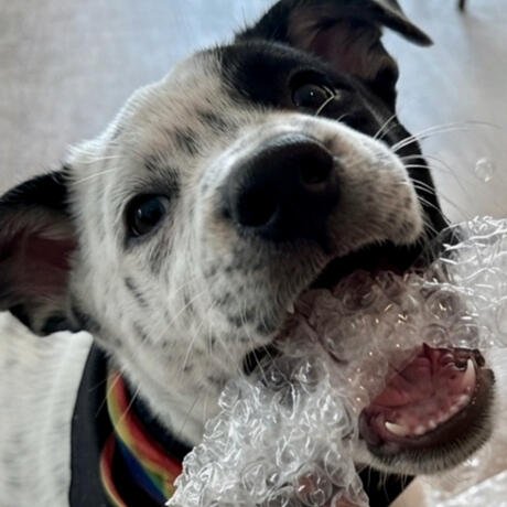 Meet Domino!
