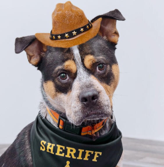 Meet the Sheriff!